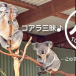 オーストラリアにいたらコアラに会いに行こう！フェザーディールシドニーワイルドライフパーク編