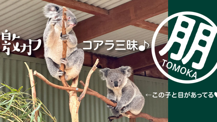 オーストラリアにいたらコアラに会いに行こう！フェザーディールシドニーワイルドライフパーク編